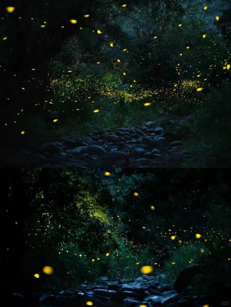 【萤火虫季限定路线】勐远仙境观星+雨林夜探_1_福迪_西双版纳-森林-来自52tours 我爱旅游网